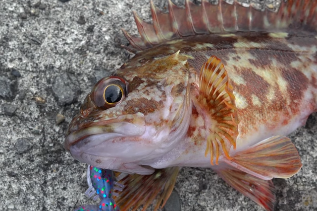 冬の釣りでターゲットにする魚ってどれなの おすすめの釣り方をチェック