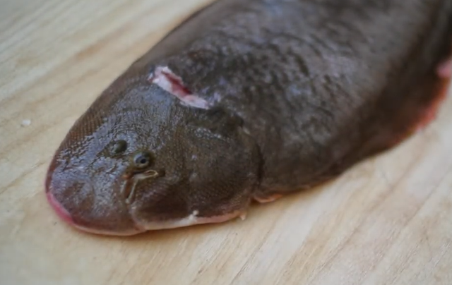 ウシノシタってどんな魚か知ってる 特徴や釣り方 食べ方をチェック