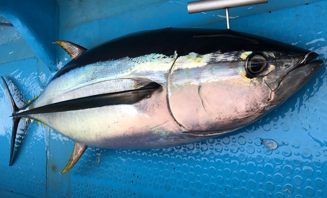 キハダマグロってどんな魚なの 特徴や釣り方をチェック
