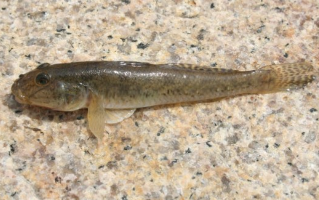 魚のアップ写真