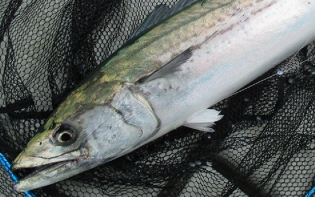 ジギングを堤防で始めたい ショアジギング初心者のためのスタートガイド