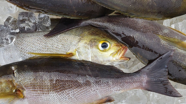 イサキ釣りの仕掛けについて知りたい スーパーライトジギングで狙える近海魚