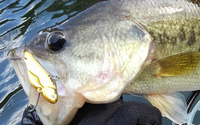 三島ダムのようなリザーバーでバス釣りを楽しみたい 冬の釣り方をチェック