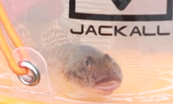 ハゼをルアーで釣りたい 釣り方やおすすめのタックル特集 釣りニュース 釣割