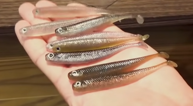 フリッシュ3 5inchの実釣インプレ特集 ボトムアップからリリースされた新シャッドテールワーム