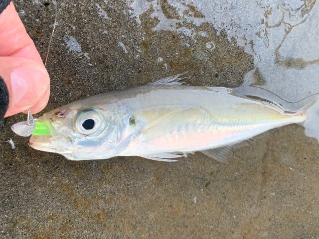 アジング用ジグヘッドおすすめ人気アイテム特集 22年度版