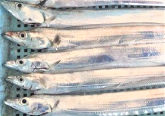 太刀魚のレシピ特集 イチバン美味しい食べ方はどれ