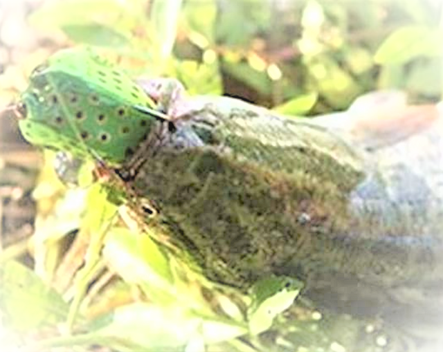 雷魚釣りをマスターしたい おすすめの釣り方やタックルをチェック