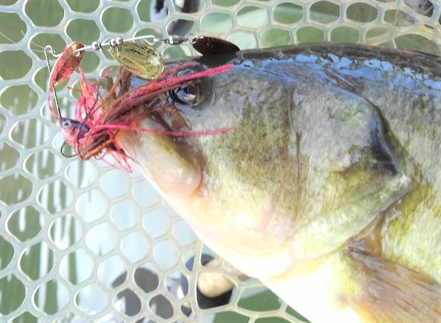 チビーブルで春のスポーニングバスを攻略したい 釣り方 おすすめタックル特集