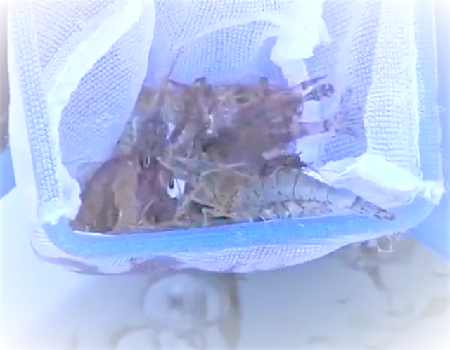 海釣りのエサを使ってカンタンに魚をゲットする方法 どんな仕掛けがいいの 海釣りのエサを使ってカンタンに魚をゲットする方法 どんな仕掛けがいいの