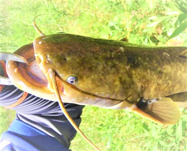 ナマズの釣り方特集！飼育にもチャレンジしてみよう