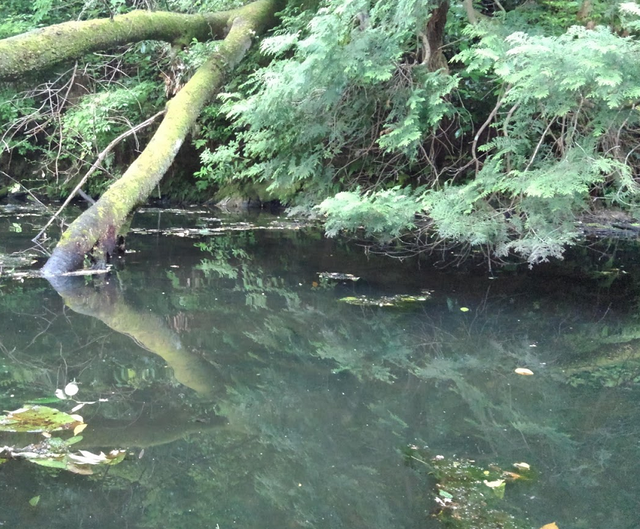 野池のバス釣りを極めたい！釣れる場所の見つけ方＋攻略方法