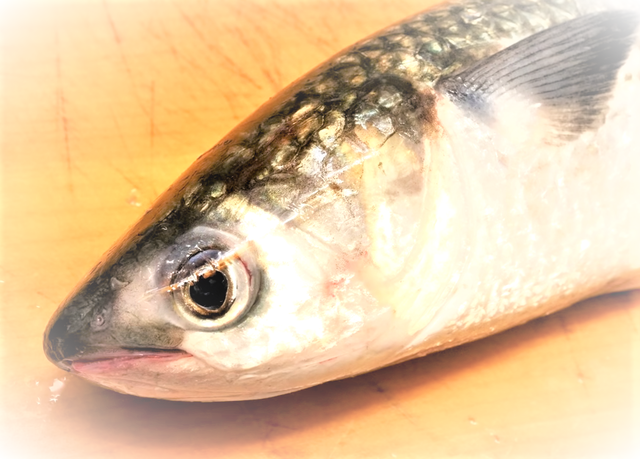 ボラって臭い魚だけど食べれるの 釣り方 おすすめ料理特集