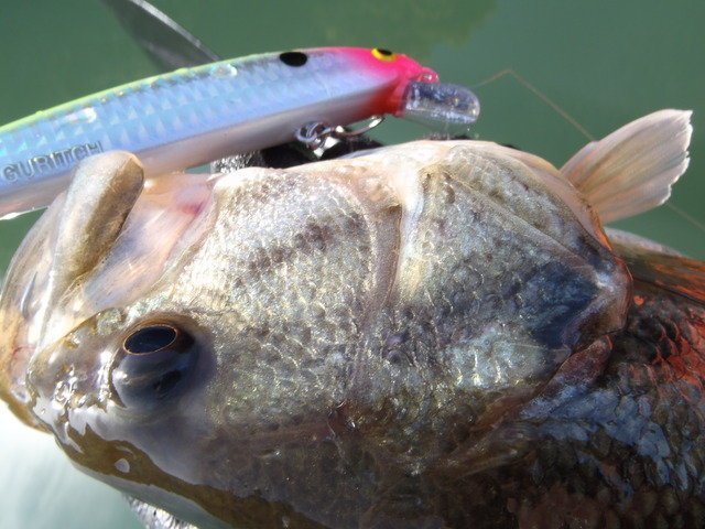 バス釣りで使うミノーやジャークベイトのサイズ感のメリットとデメリットとは 弱点をカバーしてバスを狙おう