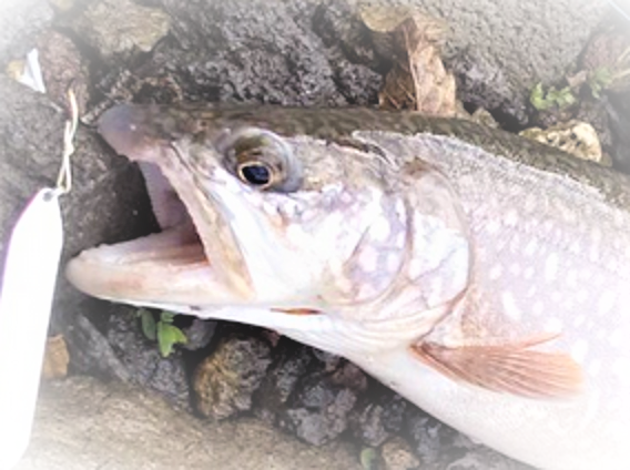 中禅寺湖でトラウトゲームを楽しみたい ルールや釣れる魚をチェック