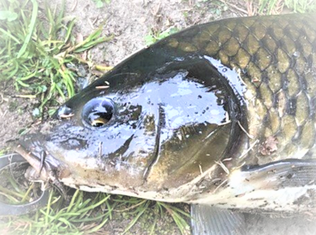 鯉釣りの仕掛けにはどんなものがあるの 鯉の釣り方特集