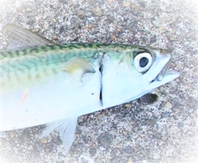 サバを釣って刺身で食べたい アニサキスに厳重注意