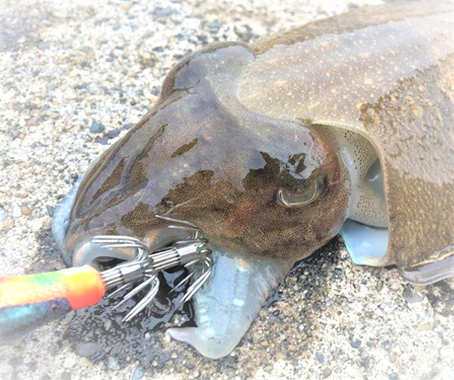 スミイカを釣りたい 生態や釣り方を大特集 エギング