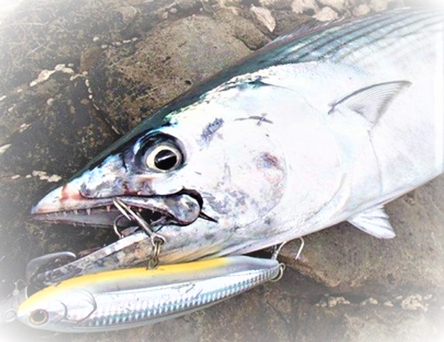 ハガツオを釣りたい ショアからのキャスティングゲームでゲットしよう