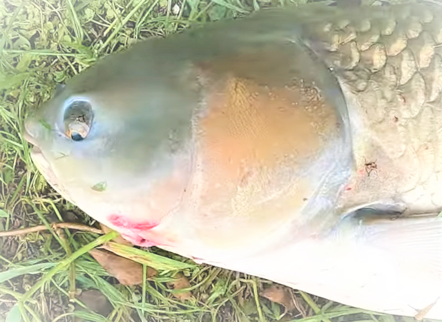 ソウギョを釣って食べたい 生態や釣り方特集 巨大魚