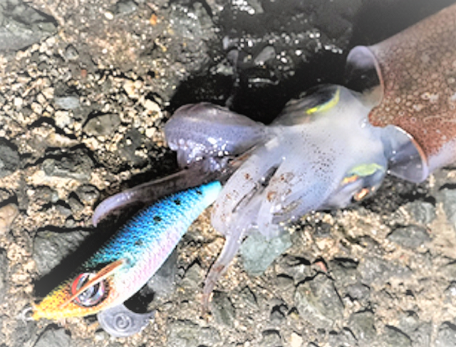 ヤリケンサックならアジングタックルでキャストok コンパクトなツツイカ用エギ ヤリケンサックならアジングタックルでキャストok コンパクトなツツイカ用エギ