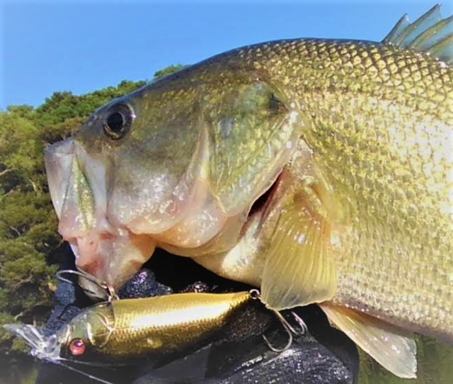 バスプロとはどんな職業なの バス釣りでメシを食えるようになる方法