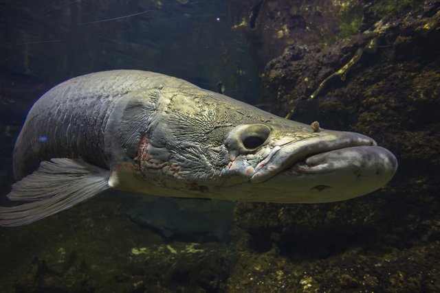 ピラルクは世界最大級の淡水魚！生態や食味、本物に出会えるスポットを