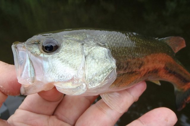 釣り人として知りたい 初夏の子バスの尾ヒレ ケガをしてるのはなぜ 子バスたちの過酷な運命とは