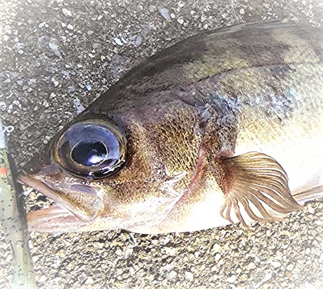 メバルをワインドで釣る方法！おすすめワーム＋タックル特集