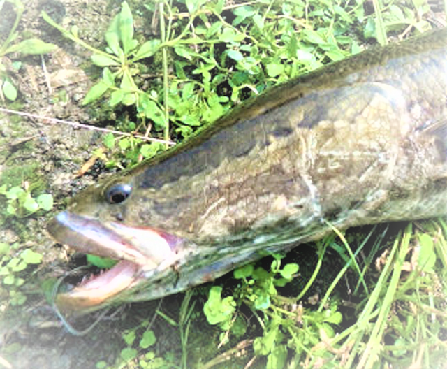 雷魚の釣り方特集！どの時期から狙えばいいの？