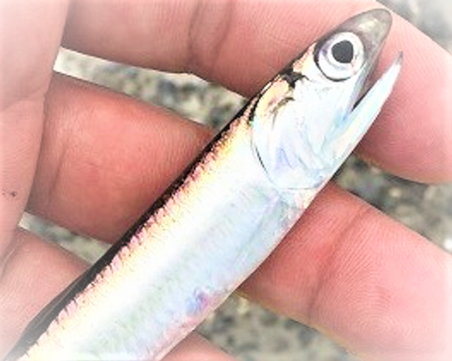 サビキ仕掛けでカタクチイワシを釣りたい！おすすめの釣り方をチェック