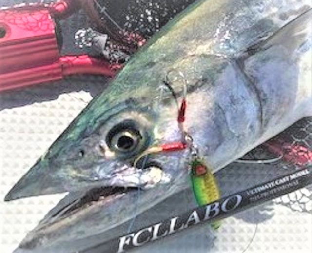 ライトショアジギングを始めたい！ロッド・リールはどれを選べばいいの？