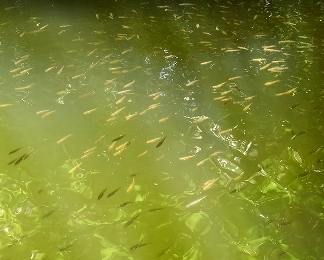 7月の野池でバスを釣りたい！おすすめの釣り方&ルアー特集