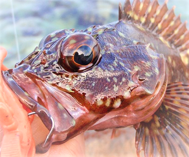 今さら聞けないカサゴの釣り方特集！夏の新子はどうやって釣るの？