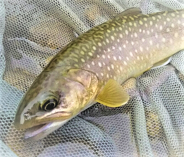アメマスってどんな魚なの？生態や釣り方を詳しく知りたい