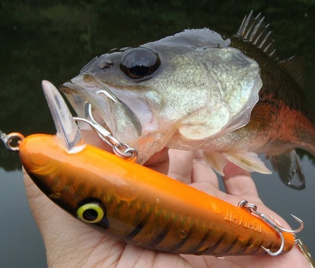 釣れないときこそハードプラグを使おう バス釣りをハードプラグオンリーでやる楽しさとは