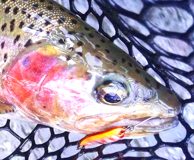 トラウトフィッシング入門】どんな魚でどうやって釣ればいいの？