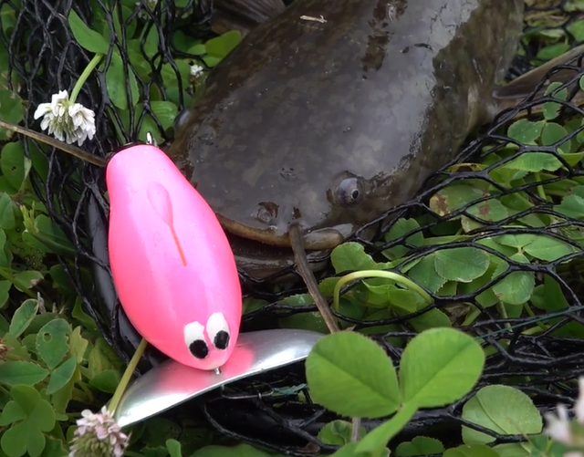 だいふく鯰は2024年新登場のナマズ釣り用トップウォータールアー