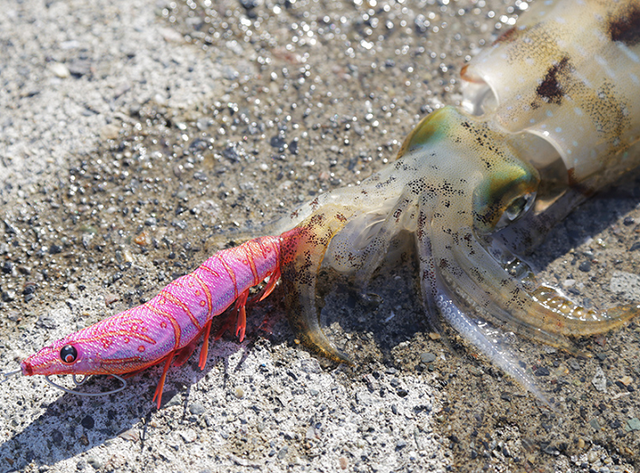 イージーQキャスト喰わせ3.5号サイズに2024年新カラー登場！