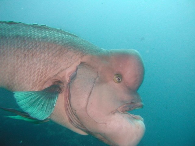 コブダイは1m超まで成長する魚 個性的なコブダイの生態の秘密はそのコブにありました