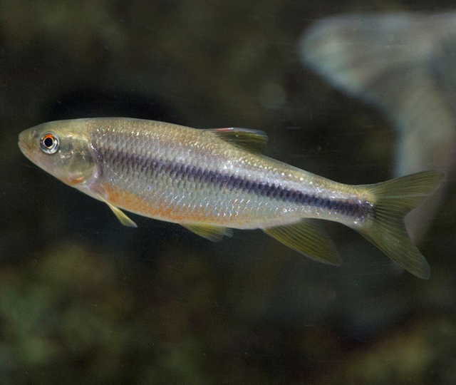 カワムツって食べたことある？淡水に棲むよく釣れる魚を徹底特集