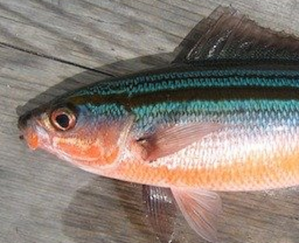 タカサゴの別名はグルクン！沖縄の県魚を釣りたい+食べたい！