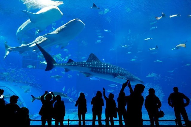 トップ100 太刀魚 水族館 最高の花の画像