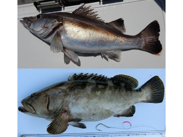 アラってクエのこと 2種類の違う魚なのに呼び名がまぎらわしい そんな魚をご紹介します