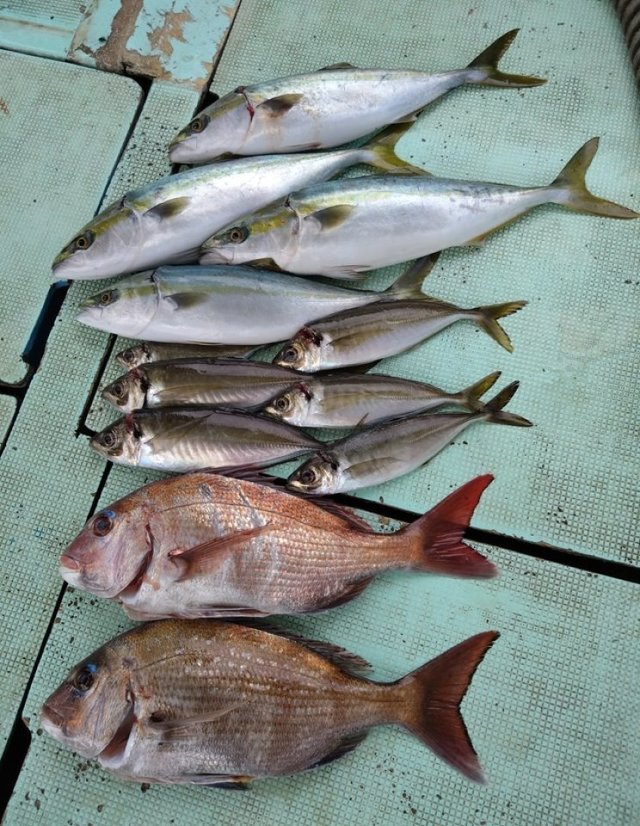 釣果