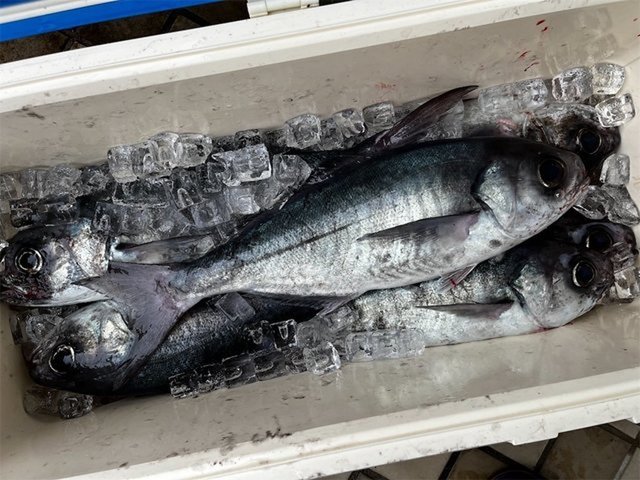 釣果