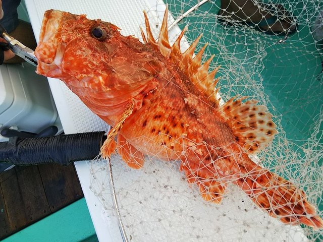 オニカサゴの写真
