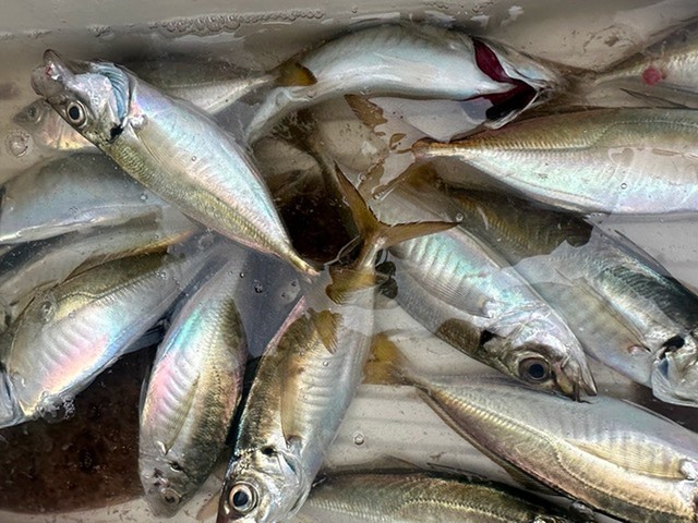 釣果