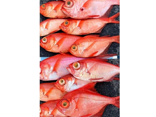 釣果