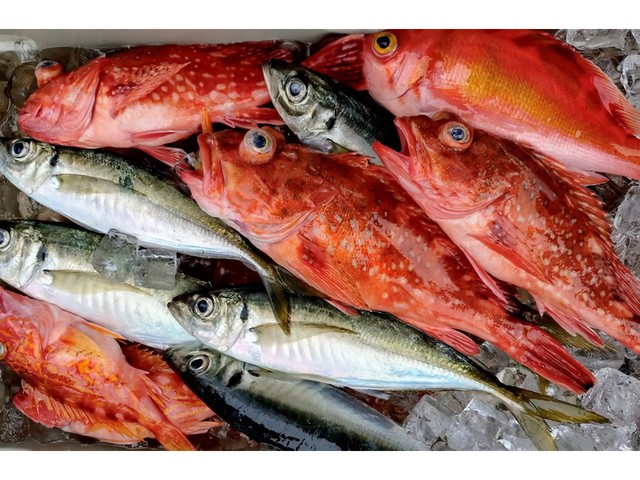 釣果